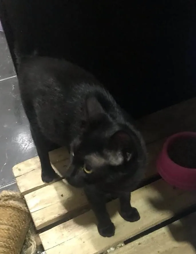 Gato ra a SRD-ViraLata idade 1 ano nome BÁRBARA