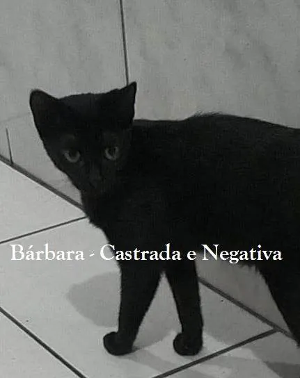 Gato ra a SRD-ViraLata idade 1 ano nome BÁRBARA