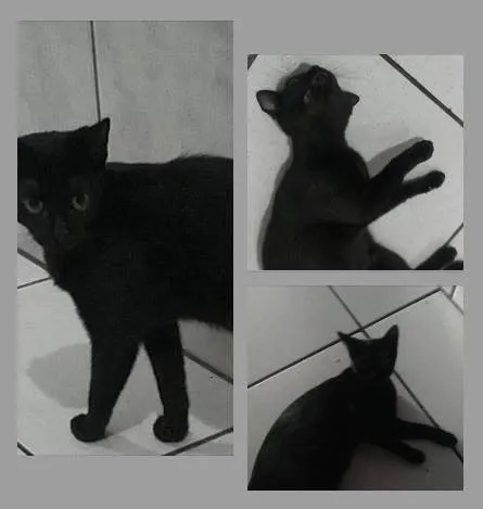 Gato ra a SRD-ViraLata idade 1 ano nome BÁRBARA
