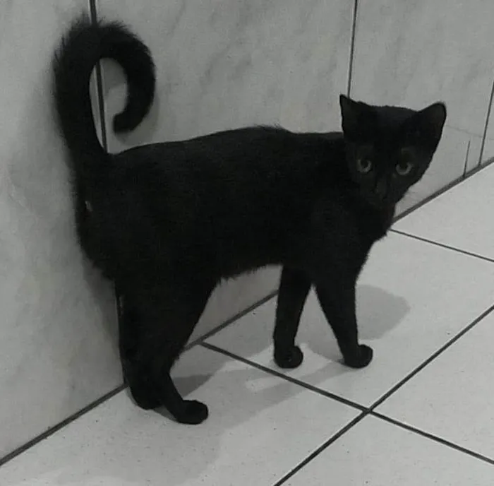 Gato ra a SRD-ViraLata idade 1 ano nome BÁRBARA