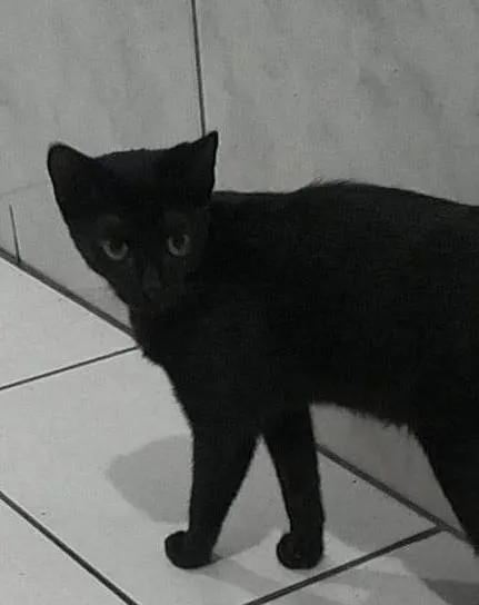 Gato ra a SRD-ViraLata idade 1 ano nome BÁRBARA
