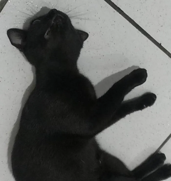 Gato ra a SRD-ViraLata idade 1 ano nome BÁRBARA