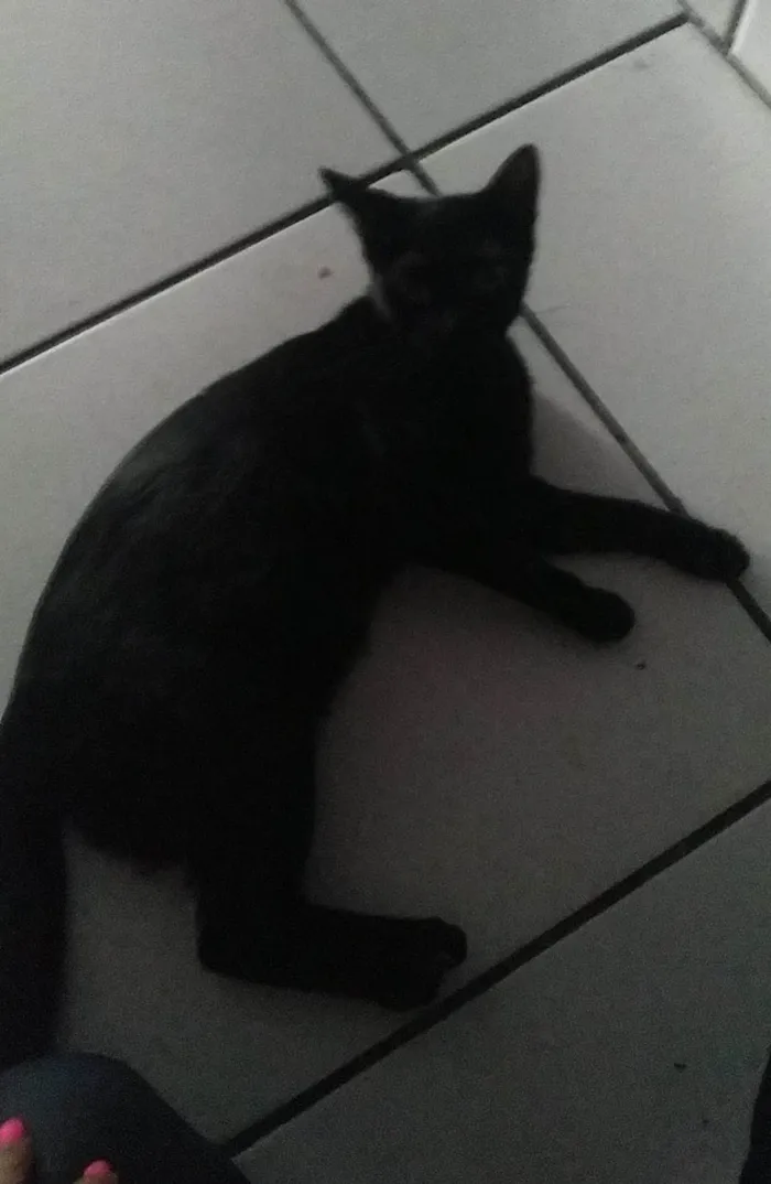 Gato ra a SRD-ViraLata idade 1 ano nome BÁRBARA