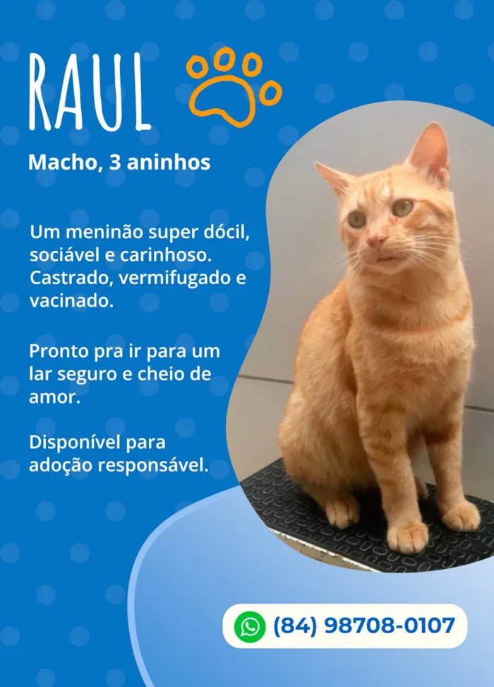 Gato ra a SRD idade 3 anos nome Raul