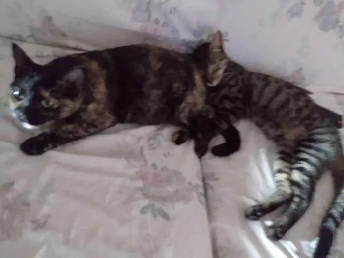 Gato ra a SRD-ViraLata idade 2 a 6 meses nome TIGRÃO