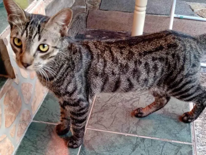 Gato ra a SRD-ViraLata idade 2 a 6 meses nome TIGRÃO