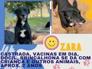 Cachorro raça SRD-ViraLata idade 2 anos nome Zara