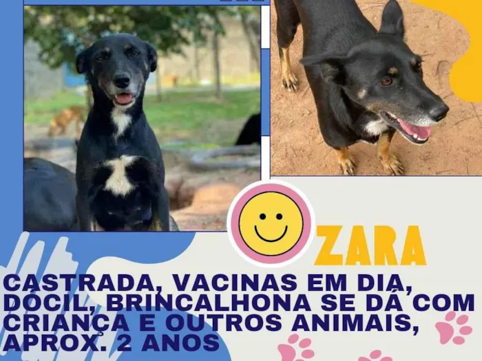 Cachorro ra a SRD-ViraLata idade 2 anos nome Zara