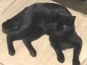 Gato raça SRD-ViraLata idade 1 ano nome BÁRBARA