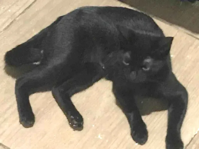 Gato ra a SRD-ViraLata idade 1 ano nome BÁRBARA