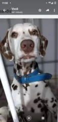 Dalmata 