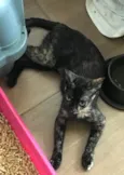 AURORA *Felv+*