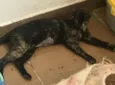 AURORA *Felv+*