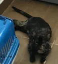 AURORA *Felv+*
