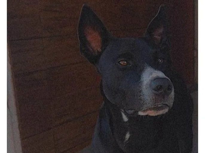 Cachorro ra a Pit Bull  idade 4 anos nome Uber