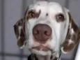 Dalmata 