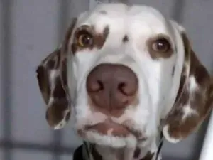 Cachorro raça Dalmata  idade 6 ou mais anos nome Dalmata 