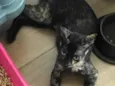 AURORA *Felv+*