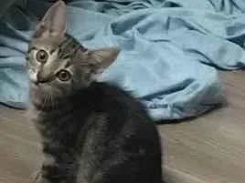 Gato raça SRD-ViraLata idade 2 a 6 meses nome STELLA