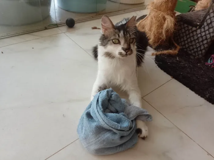 Gato ra a Angorá  idade 2 anos nome Kiri