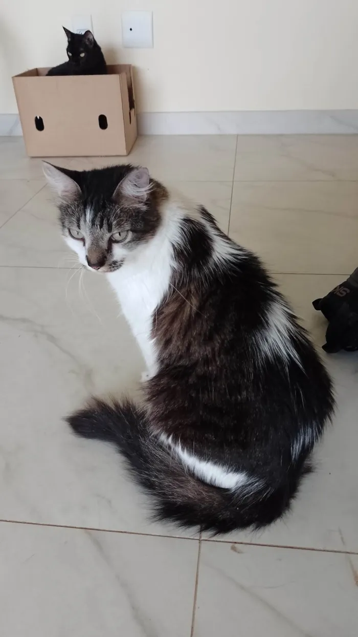 Gato ra a Angorá  idade 2 anos nome Kiri