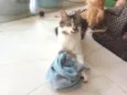 Kiri