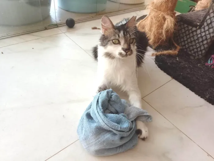 Gato ra a Angorá  idade 2 anos nome Kiri