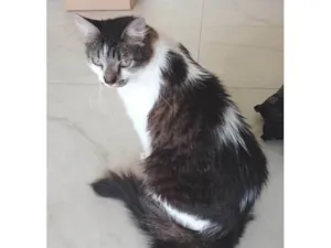 Gato raça Angorá  idade 2 anos nome Kiri