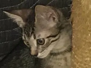 Gato raça SRD-ViraLata idade 2 a 6 meses nome MARIAH