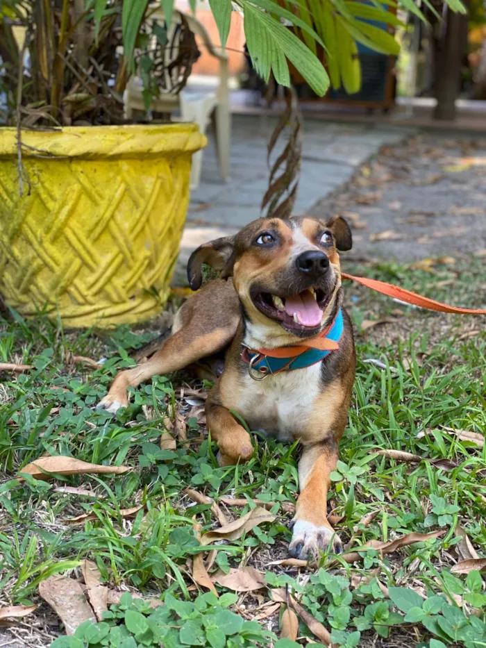 Cachorro ra a SRD-ViraLata idade 4 anos nome Fábio