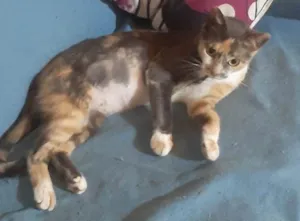 Gato raça SRD-ViraLata idade 1 ano nome SABRINA