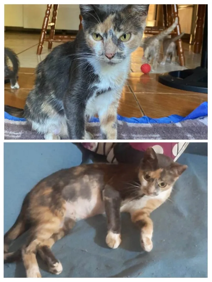 Gato ra a SRD-ViraLata idade 1 ano nome SABRINA