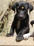 Junior