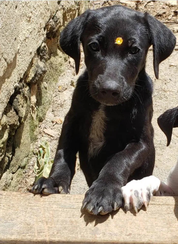 Cachorro ra a SRD-ViraLata idade 7 a 11 meses nome Junior