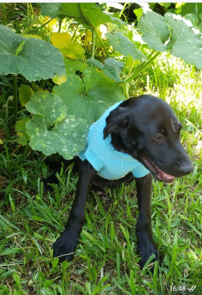 Cachorro ra a SRD-ViraLata idade 7 a 11 meses nome Junior