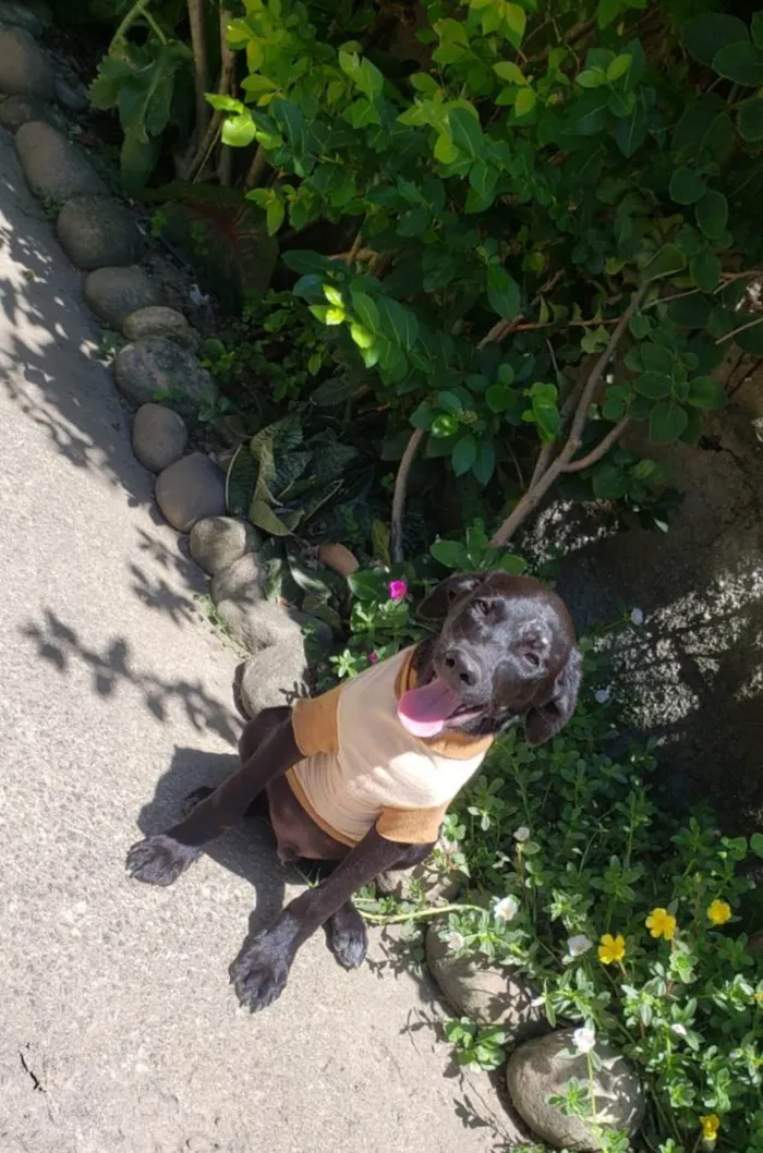 Cachorro ra a SRD-ViraLata idade 7 a 11 meses nome Junior