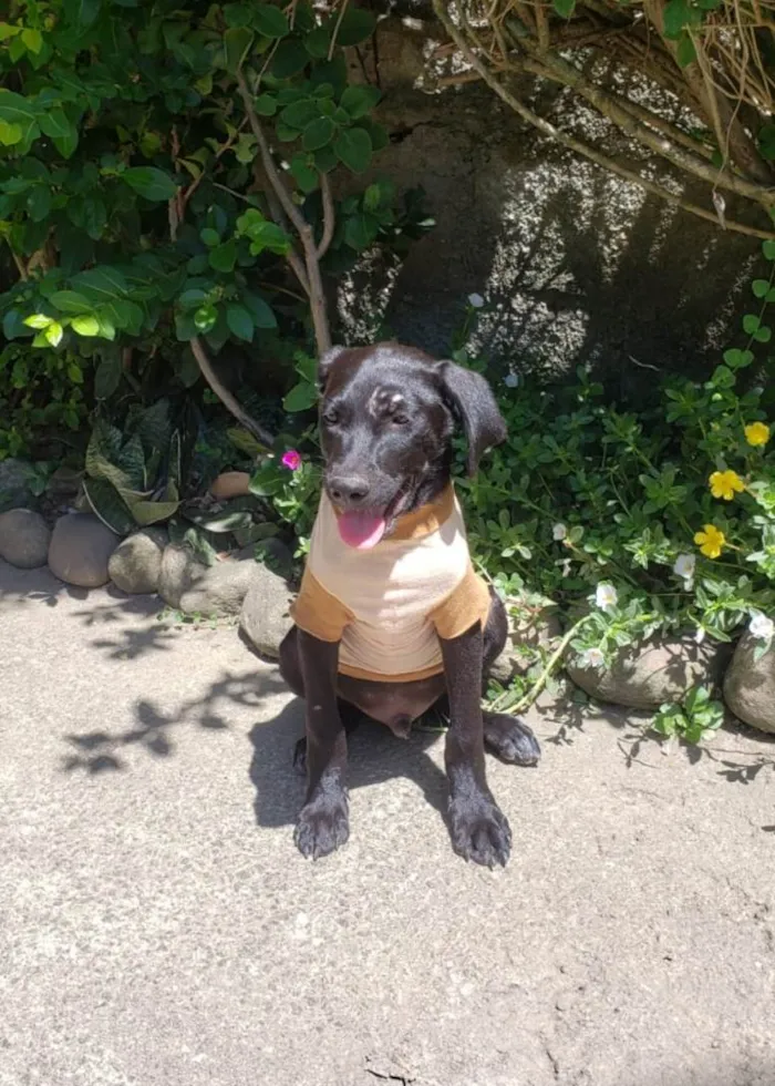 Cachorro ra a SRD-ViraLata idade 7 a 11 meses nome Junior