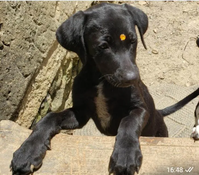 Cachorro ra a SRD-ViraLata idade 7 a 11 meses nome Junior