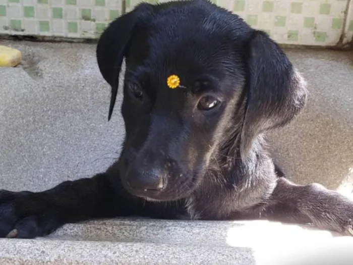 Cachorro ra a SRD-ViraLata idade 7 a 11 meses nome Junior