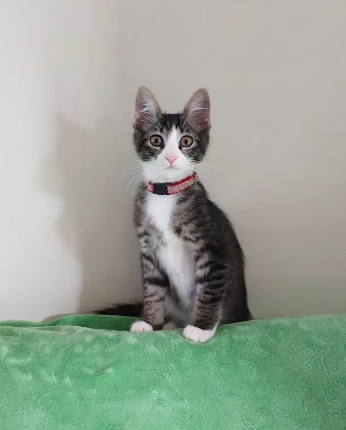 Gato ra a SRD-ViraLata idade 2 a 6 meses nome Romeu, Tadeu, Irmazinha, 