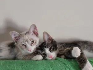 Gato raça SRD-ViraLata idade 2 a 6 meses nome Romeu, Tadeu, Irmazinha, 