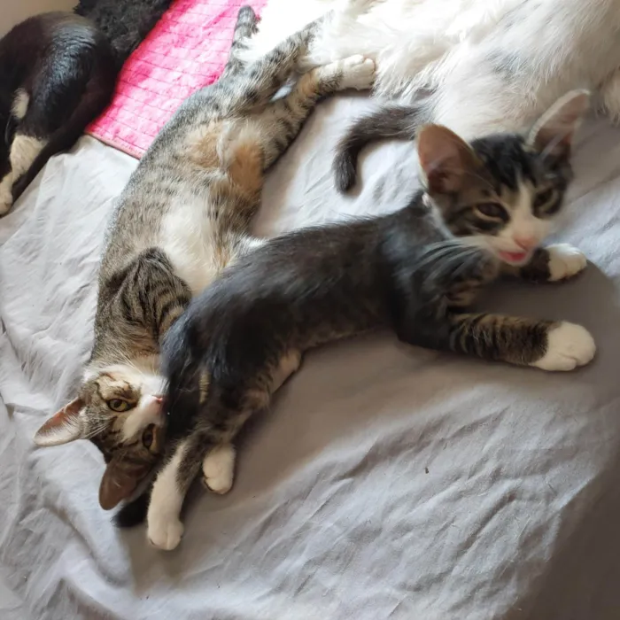 Gato ra a SRD-ViraLata idade 2 a 6 meses nome Romeu, Tadeu, Irmazinha, 