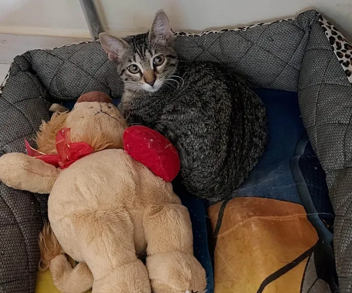 Gato ra a SRD-ViraLata idade 2 a 6 meses nome Romeu, Tadeu, Irmazinha, 