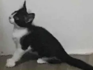 Gato raça SRD-ViraLata idade 2 a 6 meses nome PHOEBE