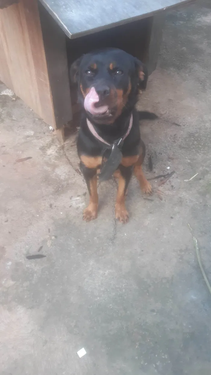 Cachorro ra a Rottweiler idade 1 ano nome Luna
