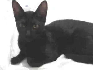Gato raça SRD-ViraLata idade 2 a 6 meses nome MICKEY