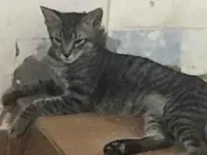 Gato raça SRD-ViraLata idade 2 a 6 meses nome CHLOE 