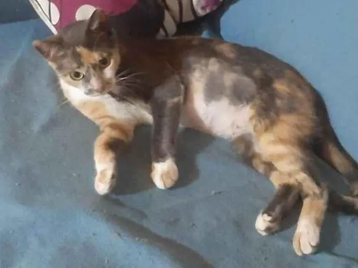 Gato ra a SRD-ViraLata idade 1 ano nome SABRINA