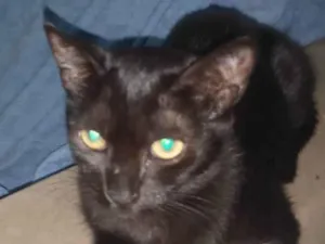 Gato raça SRD-ViraLata idade 2 a 6 meses nome VITÓRIA (Preta)