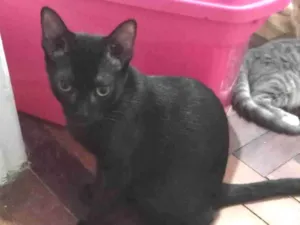 Gato raça  idade 2 a 6 meses nome MINIE